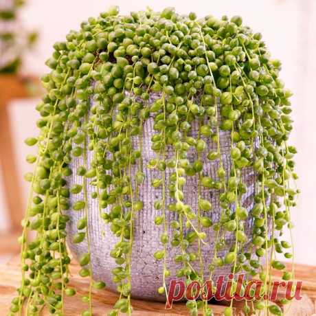 Colar De Perolas ou Cortina De Pérolas - Suculenta Nome Científico: Senecio Rowleyanus Nativa da África, essa suculenta prefere ambientes sombreados, mas com boa luminosidade. Ideal para vasos suspensos onde cresce pendente e atinge até 1 metro e meio! Quando plantada direto ao solo cresce formando um grande 'tapete' vivo! Sua rega deve ser realizada sempre que o substrato estiver completamente seco. No inverno surgem suas flores pequenas de coloração branca. Só no Brasil ...