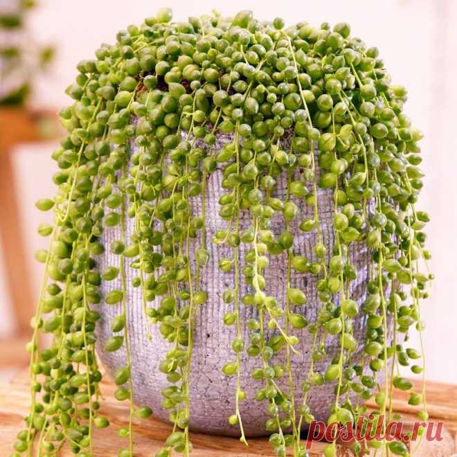 Colar De Perolas ou Cortina De Pérolas - Suculenta Nome Científico: Senecio Rowleyanus Nativa da África, essa suculenta prefere ambientes sombreados, mas com boa luminosidade. Ideal para vasos suspensos onde cresce pendente e atinge até 1 metro e meio! Quando plantada direto ao solo cresce formando um grande 'tapete' vivo! Sua rega deve ser realizada sempre que o substrato estiver completamente seco. No inverno surgem suas flores pequenas de coloração branca. Só no Brasil ...