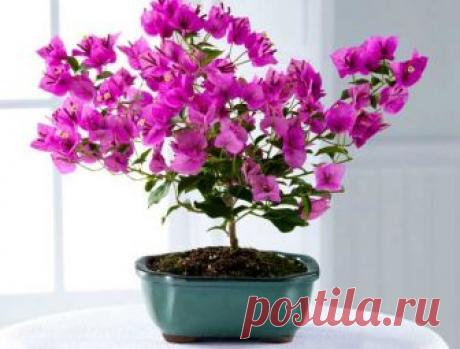 БУГЕНВИЛЛИЯ. УХОД. Очень редко бугенвиллию можно встретить в городских квартирах. Купить ее не сложно, просто все боятся трудностей по уходу за ней и разрастись она может до огромных размеров. Но все это мифы! Ухаживать…