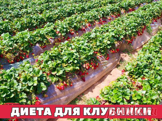 Диета для клубники
Эта ягода способна давать фантастические урожаи, но чтобы получить хорошую отдачу, ее надо удобрять. С весны и до конца лета, строго по расписанию и четко по норме. 
Всего за сезон клубнике надо шесть подкормок. 
1. Во время активного роста листьев: 
1 чайную ложку мочевины растворить в 10 л воды и полить грядки. Норма расхода питательного раствора - ведро на 1 м2. 
2. Перед цветением: 2 г биопрепарата иммуноцитофит растворить в 10 л воды и опрыснуть рас...