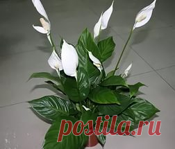 Уход за спатифиллумом | Мир Женщины