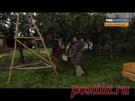 От мандаринового дерева до прилавка: как выращивают самый новогодний фрукт — Яндекс.Видео