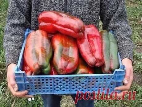 Аспирин для рассады перца. Перцы растут здоровые, большие и вкусные

Чтобы получить крепкую рассаду, не было черной ножки и прочих проблем с её выращиванием, применяем аспирин. Так же он работает как легкий стимулятор роста, не позволяет вытягиваться. А при таком непонятном климате, работает как хороший иммуномодулятор для растения, благодаря чему закаливание проходит легче и без видимых повреждений

Мы с ним работаем уже давно, особенно в те моменты, когда не знаем будет ...