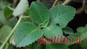 Распространённые травы, улучшающие пищеварение