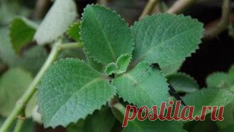 Распространённые травы, улучшающие пищеварение