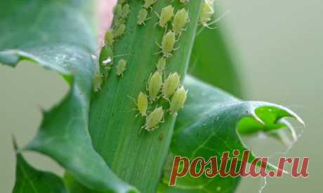 Как избавиться от тли в саду и огороде: препараты и народные средства