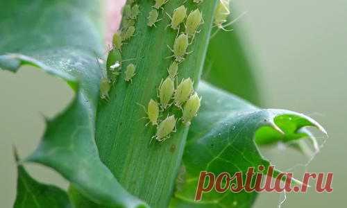 Как избавиться от тли в саду и огороде: препараты и народные средства