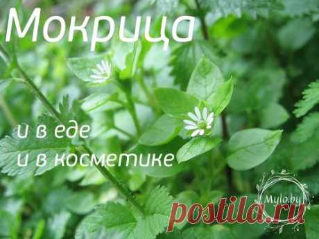 Травки разные нужны. Мокрица - МЫЛО БАЙ | Интернет-магазин сырья для мыла, косметики и ароматерапии