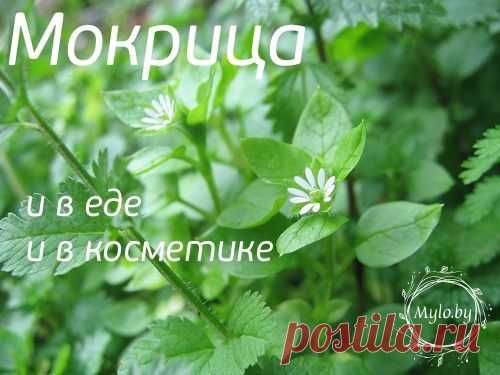 Травки разные нужны. Мокрица - МЫЛО БАЙ | Интернет-магазин сырья для мыла, косметики и ароматерапии