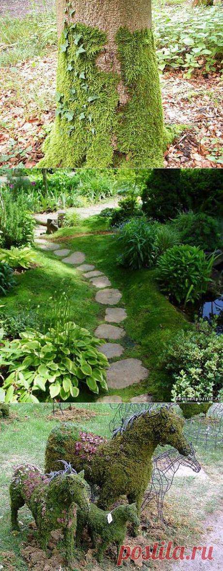 Как быстро вырастить мох.