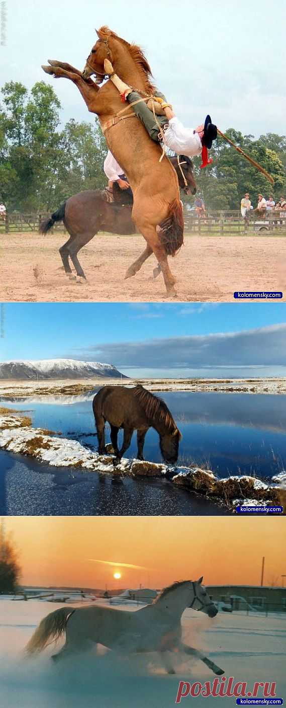 Кони and лошади 100 фото -2 часть » Cайт для друзей: картинки, приколы, фото | kolomensky.com | .