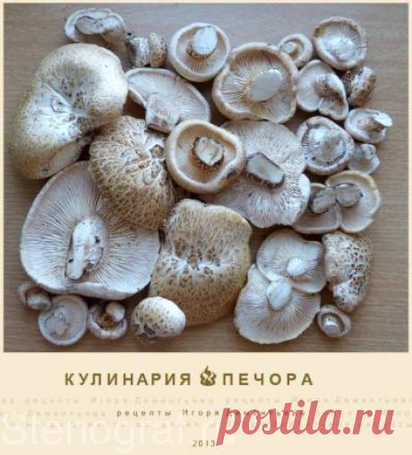 Решение вопросов о Пилолистнике чешуйчатом (рецепты). | Информационное общество «Стенограф»