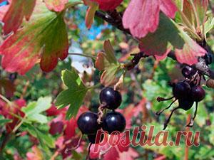 Смородина осенью – посадка и уход в саду, обрезка смородины осенью и пересадка, когда пересаживать и чем подкормить смородину осенью