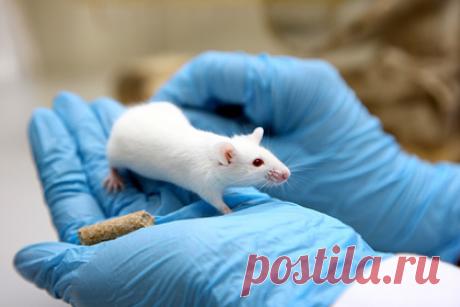 В Польше начали тестировать украинскую вакцину от коронавируса на дрожжах. Директор Института биологии клетки во Львове Андрей Сибирный рассказал о том, что в Гданьске на мышах начали тестировать украинскую вакцину от коронавируса на дрожжах. По его словам, на разработку вакцины, содержащую продуценты вирусных белков на основе дрожжей, было выделено десять миллионов гривен.