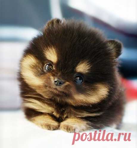 Милоты пост / Питомцы