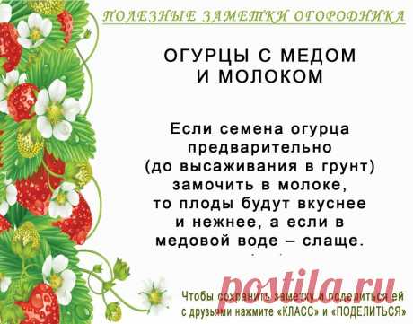 КОПИЛОЧКА  ОГОРОДНИКА!
Сохраните и поделитесь с друзьями!
#✒ЗаметкиОгородника✒ #✔Огурцы