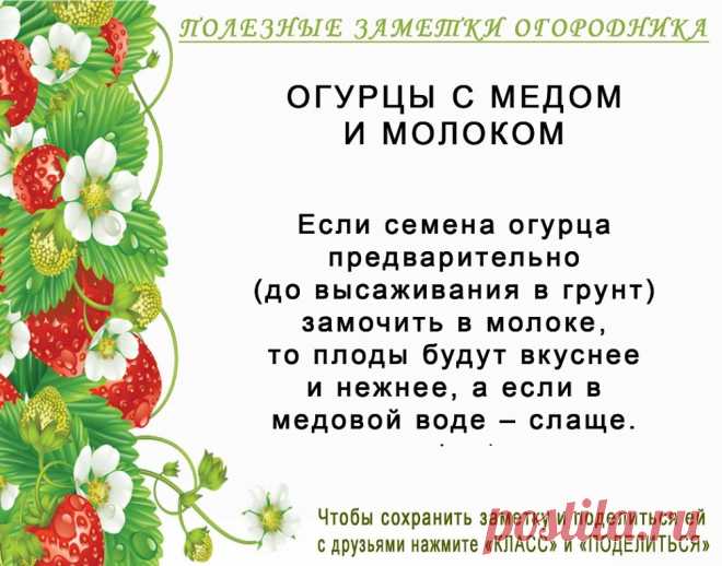 КОПИЛОЧКА  ОГОРОДНИКА!
Сохраните и поделитесь с друзьями!
#✒ЗаметкиОгородника✒ #✔Огурцы