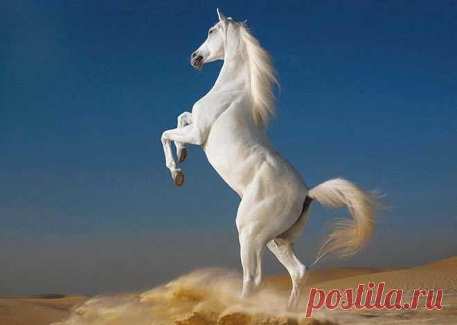 Прекрасные фотографии лошадей