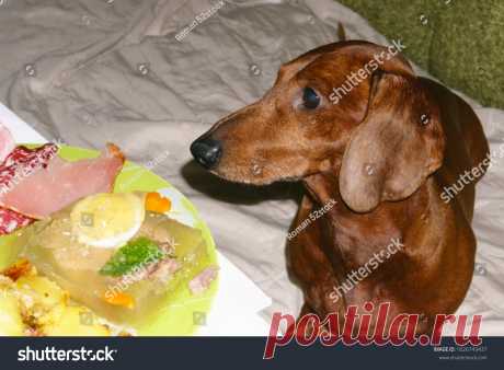 Испорченные Домашние Животные Едят Стол Такса Сидит Фотография Со Стока (Редактировать Сейчас) 1626743437