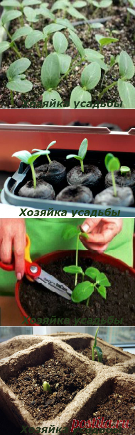Как и когда сеять огурцы на рассаду.