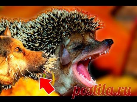 ВЕБ-СТРАНИЦЫ / Atavi - менеджер закладок