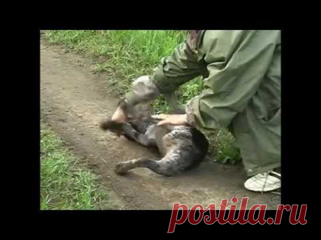 Испытания Дратхааров
