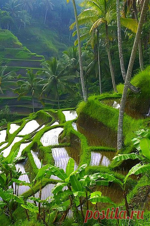 Beauty in the rice paddies.... | Gado Gado ❤ Bali