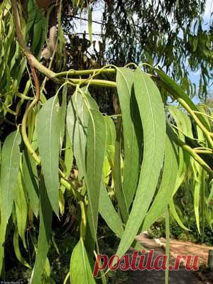 Эвкалипт прутовидный