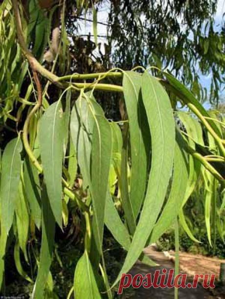 Эвкалипт прутовидный