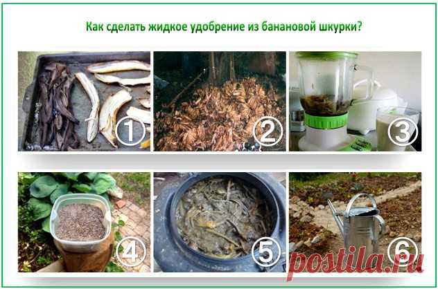 Удобрение из банановой кожуры: необычное применение привычного продукта - Своими руками на даче - как посеять, сажать, ухаживать за растениями и цветами