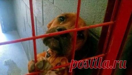 История этой плачущей собаки разлетелась по Сети. Но теперь ее жизнь изменилась! | Чёрт побери