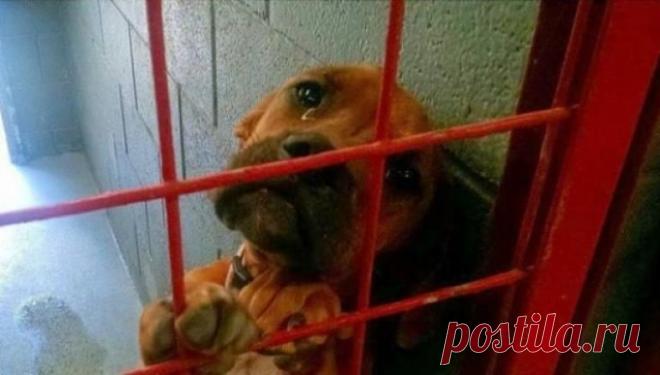 История этой плачущей собаки разлетелась по Сети. Но теперь ее жизнь изменилась! | Чёрт побери