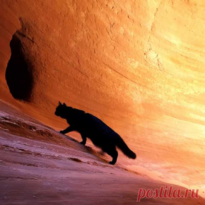 Милли - кошка-скалолаз из штата Юта, США