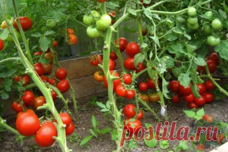 Как, обламывая кусты помидоров, можно увеличить урожай и размер томатов — Ⴚα∂ ℨα୮০τ০Ᏸҡα
