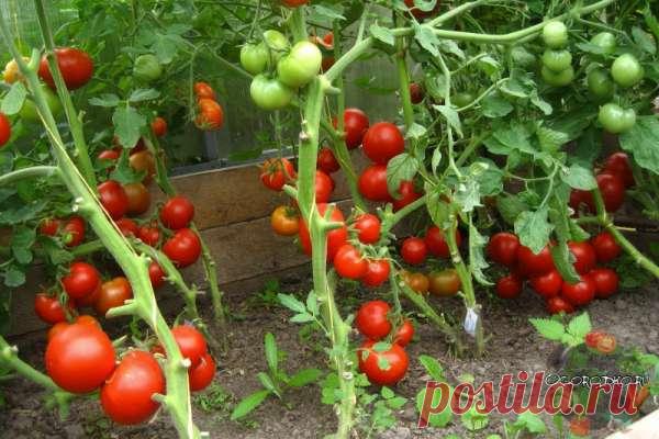 Как, обламывая кусты помидоров, можно увеличить урожай и размер томатов — Ⴚα∂ ℨα୮০τ০Ᏸҡα