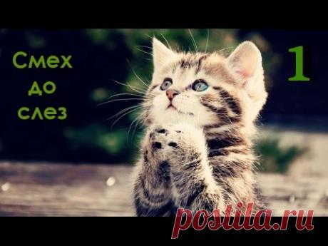 Смех до слез от этих котов