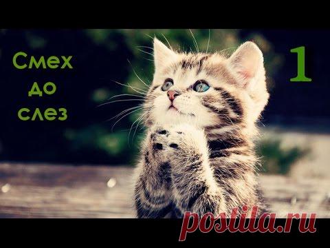 Смех до слез от этих котов