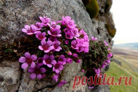Виды садовой камнеломки и особенности выращивания
