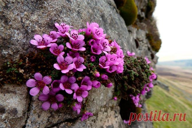 Виды садовой камнеломки и особенности выращивания