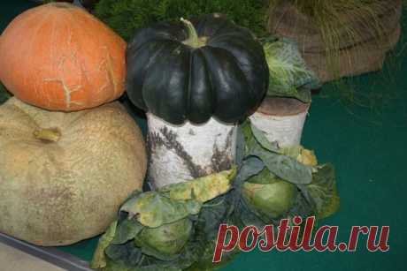 Полезные советы 

«Если на огуречной грядке посадить подсолнечник, урожайность огурцов возрастет и плодоносить они будут дольше. 
Яблоню и вишню сажайте подальше одну от другой: их корни действуют друг на друга угнетающе. 
Если под яблоней посадить пижму или полынь, они защитят дерево от плодожорки. 
Показать полностью…