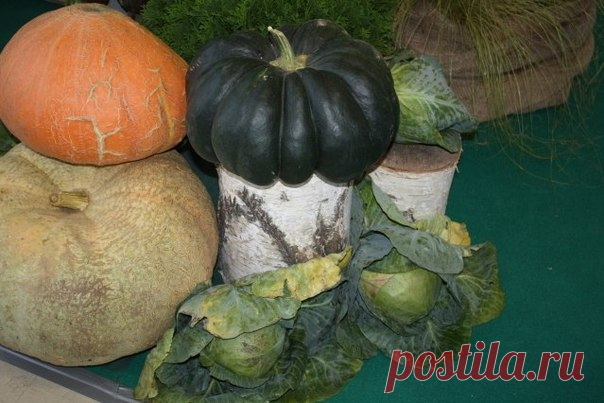 Полезные советы 

«Если на огуречной грядке посадить подсолнечник, урожайность огурцов возрастет и плодоносить они будут дольше. 
Яблоню и вишню сажайте подальше одну от другой: их корни действуют друг на друга угнетающе. 
Если под яблоней посадить пижму или полынь, они защитят дерево от плодожорки. 
Показать полностью…