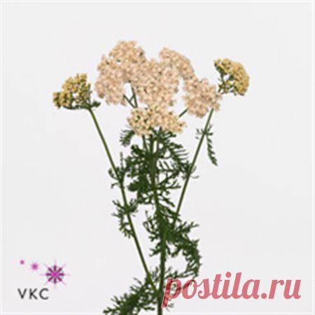 B001104_0000875832_H_1.jpg (450×450)