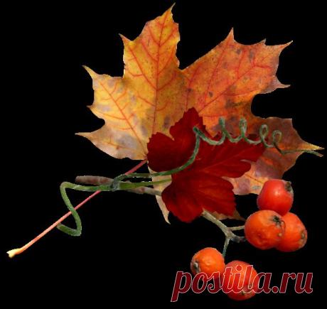 Плейкаст «С Днем учителя, милые дамы, господа, с Днем учителя вас....»