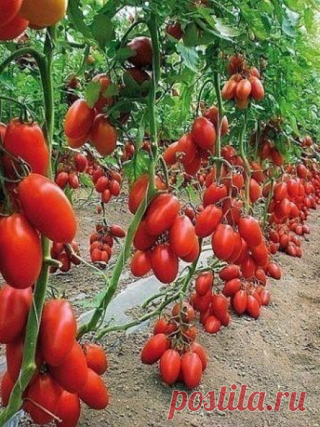 Полузабытый “дедовский” рецепт подкормки томатов | 6 соток