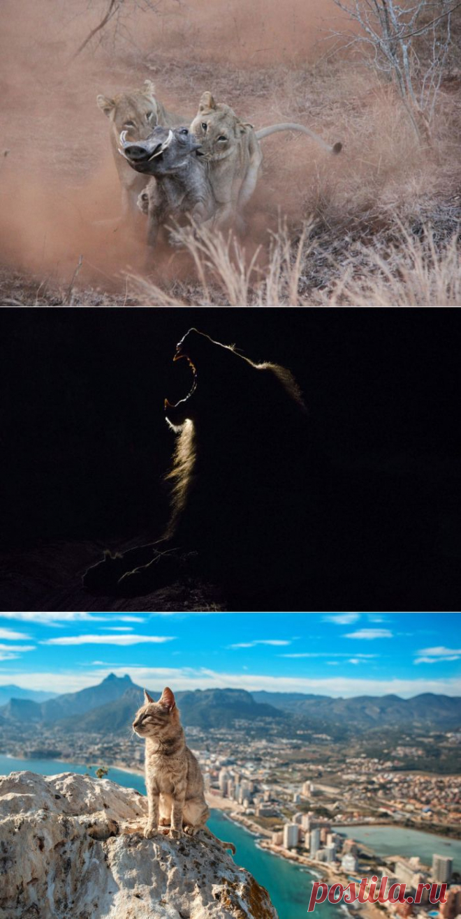 23 самых душевных фотографии, присланных на конкурс National Geographic 2015