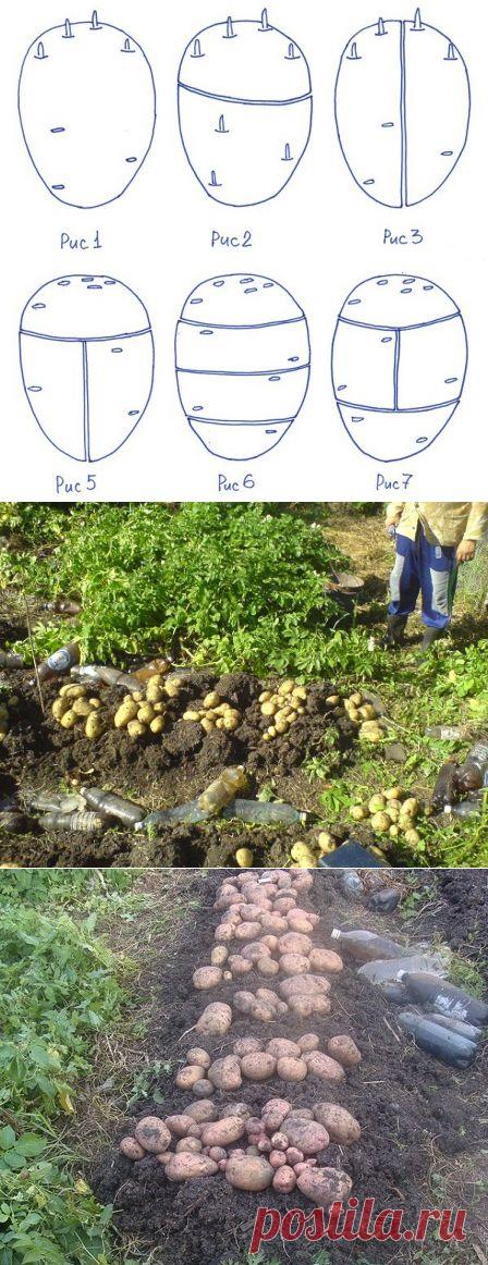 Вопросы о картофеле 2 (режем посадочные клубни) — Ваше Плодородие