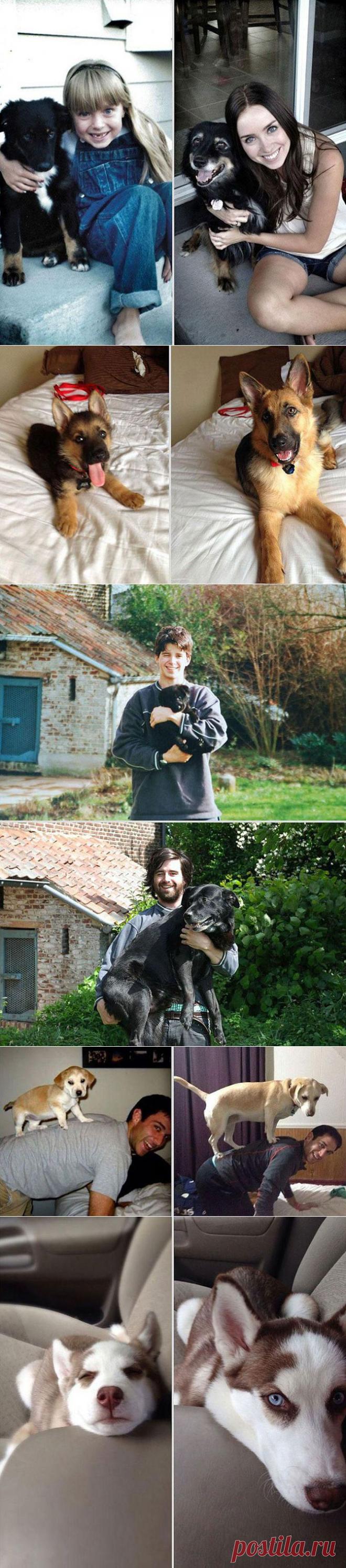 Любимые домашние животные: до и после взросления