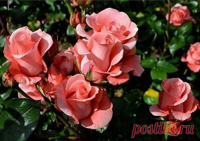 Уход за розами

Розы первого года посадки

Если вы посадили розы весной, соблюдая все рекомендации, а земля под саженцем влажная и рыхлая, то удобрять молодое растение не надо. Если дневные и ночные температуры воздуха высоки, а молодой саженец не растет даже через 20 дней после посадки, стоит его подкормить слабым настоем коровяка, и через неделю повторить подкормку, добавив мочевины (1 ч.л. на 10 л настоя). Настой коровяка готовят так: 1 часть навоза разводят в 3 частях ...