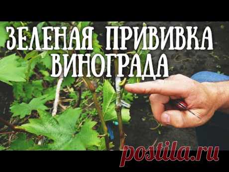 ЗЕЛЁНАЯ ПРИВИВКА ВИНОГРАДА. ОКУЛИРОВКА С ПРОБУЖДЕНИЕМ. САМАЯ ПРОСТАЯ В ИСПОЛНЕНИИ И ПРИЖИВАЕМОСТИ