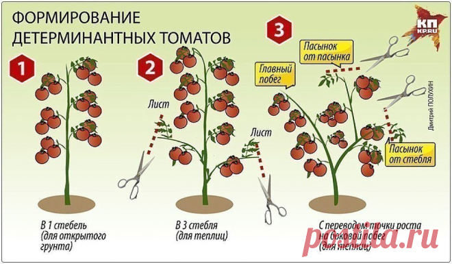 ПОМИДОРНАЯ НАУКА: ВАРИАНТЫ ФОРМИРОВАНИЯ ТОМАТНЫХ КУСТОВ | 6 соток